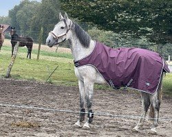 broodmare Cara Donner (Westphalian, 2014, from Cassone)