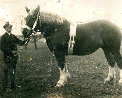 broodmare Lot (Rhenish-German Cold-Blood, 1917, from Zorn Ldb Wi.)