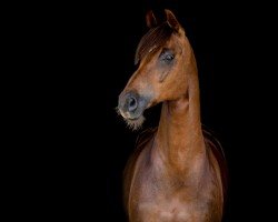 dressage horse Roma 150 (Danish Warmblood, 2008, from Glock's Romanov)