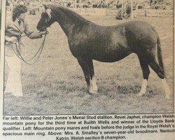 broodmare Nantcol Katrin (Welsh-Pony (Section B), 1979, from Cawdor Kadett)