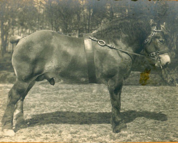 Deckhengst Block III (Rheinisch-Deutsches Kaltblut, 1918, von Samuel Ldb Wi)