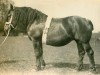 broodmare Damsdorf RS 8556 (Rhenish-German Cold-Blood, 1910, from Marnix RS 227)