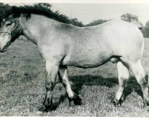 Deckhengst Wolfram von Dixhof RS 951 (Rheinisch-Deutsches Kaltblut, 1928, von Lotos RS Ldb Wi)