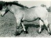 stallion Wolfram von Dixhof RS 951 (Rhenish-German Cold-Blood, 1928, from Lotos RS Ldb Wi)