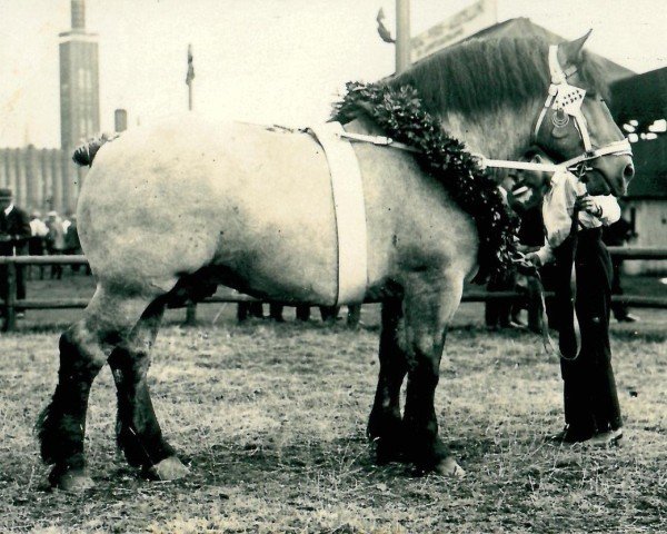 stallion Zeugmeister von Maarhausen R. H. 959 (Rhenish-German Cold-Blood, 1929, from Nervus von Golzheim R. H. 879)