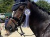 jumper Valentino 378 (German Riding Pony, 2013, from Viktor)