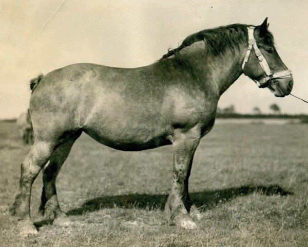 broodmare Rose von Holtumerhof (Rhenish-German Cold-Blood, 1924, from Fortunior of Moorfeld)