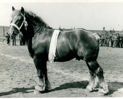 stallion Cocktail von Golzheim RS 1401 (Rhenish-German Cold-Blood, 1935, from Cognac de Cognebeau (S) 282)