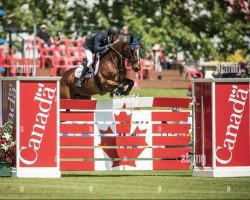 jumper Dominant 2000 Z (Zangersheide riding horse, 2010, from Diamant de Semilly)