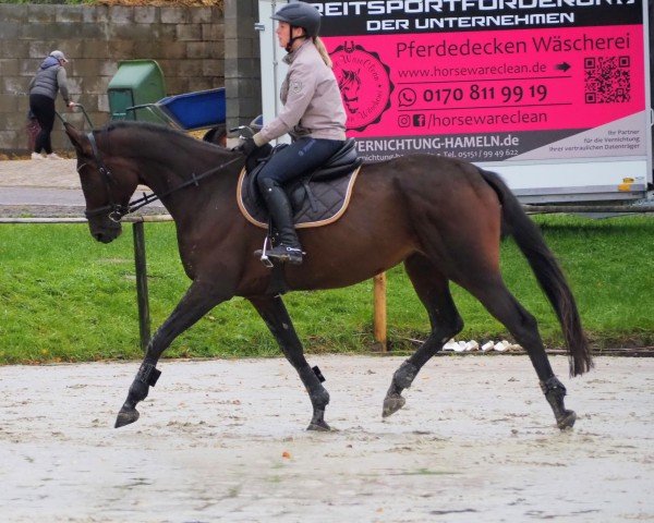 jumper Keona (Trakehner, 2019, from Touch my Heart)