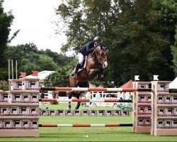 jumper Cabablue (Oldenburg show jumper, 2013, from Cabachon)