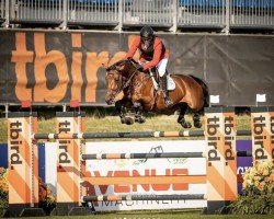 jumper Chakkalou PS (Oldenburg show jumper, 2014, from Diablo Blanco)