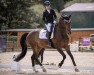 dressage horse Antango Royal (Westphalian, 2014, from Antango du Feuillard)