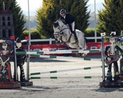 jumper Bordeaux (Oldenburg show jumper, 2012, from Centadel)