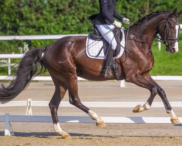 dressage horse Dark Ruby N (Hanoverian, 2020, from De Niro Gold 3)