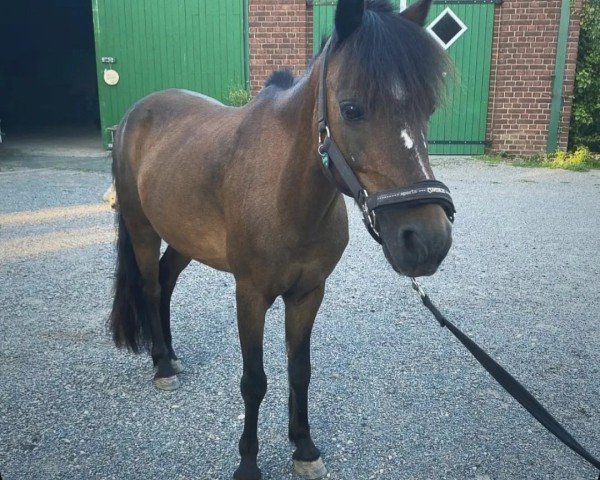 dressage horse Willi 284 (unknown, 2003)