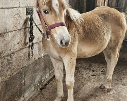 foal Amalia (Haflinger, 2024, from Nimbus Olé)