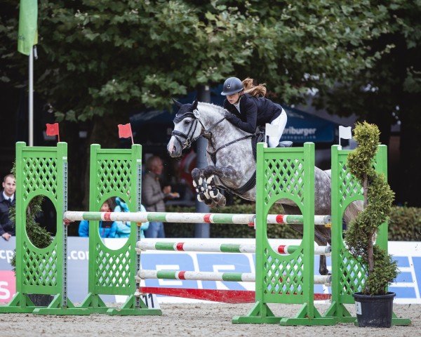 Springpferd Heiligenbergs Rock it Robber (Deutsches Reitpony, 2017, von Heiligenbergs Reich und Sexy)