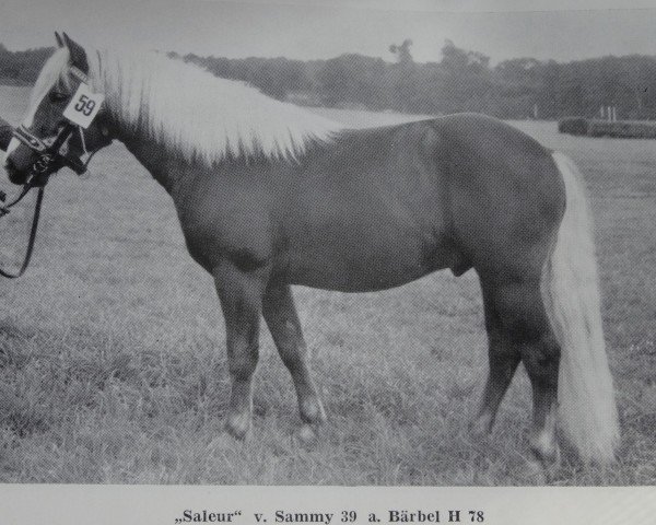 stallion Saleur 52 (Haflinger, 1971, from Sammy 39)