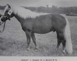 stallion Saleur 52 (Haflinger, 1971, from Sammy 39)