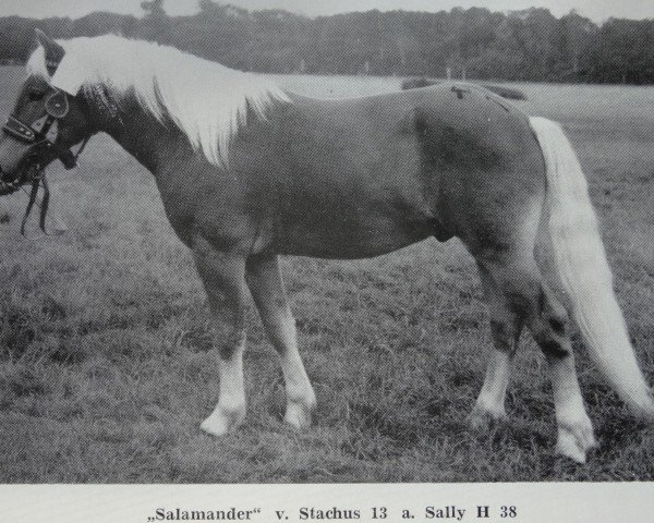 Deckhengst Salamander 53 (Haflinger, 1971, von Stachus 13)