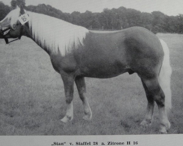 stallion Stan 50 (Haflinger, 1971, from Staffel 28)