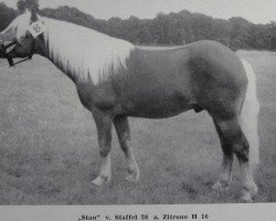 stallion Stan 50 (Haflinger, 1971, from Staffel 28)