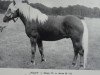 stallion Stapel 51 (Haflinger, 1971, from Staps 29)