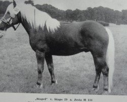 Deckhengst Stapel 51 (Haflinger, 1971, von Staps 29)