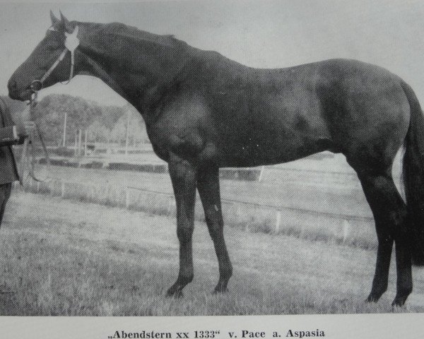 stallion Abendstern xx 1333 (Thoroughbred, 1969, from Pace xx)