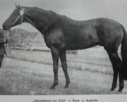 stallion Abendstern xx 1333 (Thoroughbred, 1969, from Pace xx)