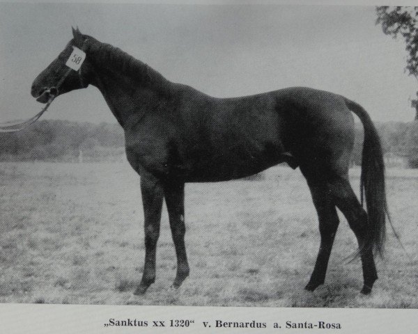 stallion Sanktus xx 1320 (Thoroughbred, 1965, from Bernardus xx)