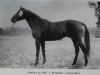 stallion Sanktus xx 1320 (Thoroughbred, 1965, from Bernardus xx)