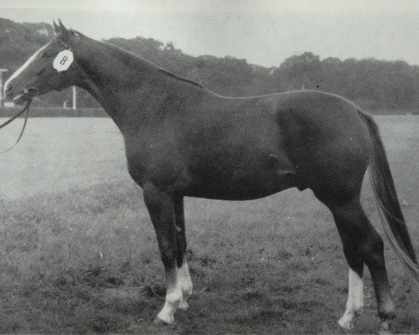 Deckhengst Traumgeist 1323 (Trakehner, 1971, von Sturmwind II 2351)