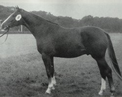 stallion Traumgeist 1323 (Trakehner, 1971, from Sturmwind II 2351)