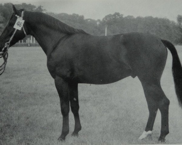 stallion Geologe Mo1328 (Heavy Warmblood, 1971, from Geometer xx 1276)