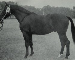 Deckhengst Geologe Mo1328 (Schweres Warmblut, 1971, von Geometer xx 1276)