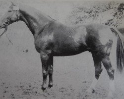 stallion Brigadier 1338 (Noble Warmblood, 1972, from Brack 2498)