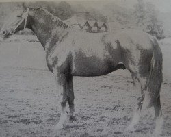 Deckhengst Freisinn 1334 (Trakehner, 1972, von Ralf Mo 1087)