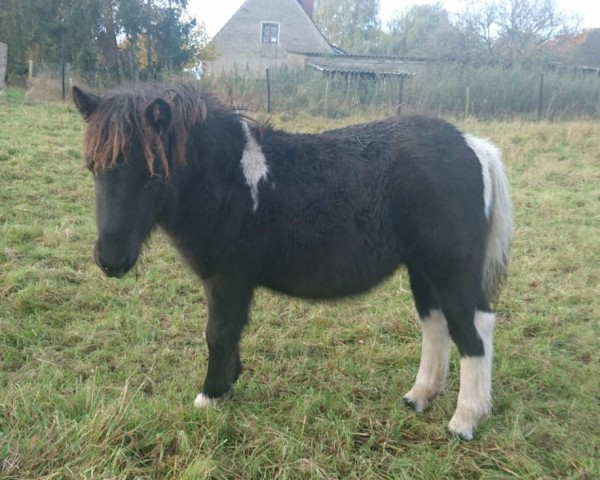 Fohlen von Edwina vom Ibitztal (Dt.Part-bred Shetland Pony, 2024, von Leelands Mr. Eldor)