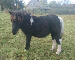 foal by Edwina vom Ibitztal (Dt.Part-bred Shetland pony, 2024, from Leelands Mr. Eldor)