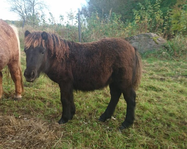 foal by Manfred vom Ibitztal (Dt.Part-bred Shetland pony, 2024, from Maarschalk v. d. Kortenhof)