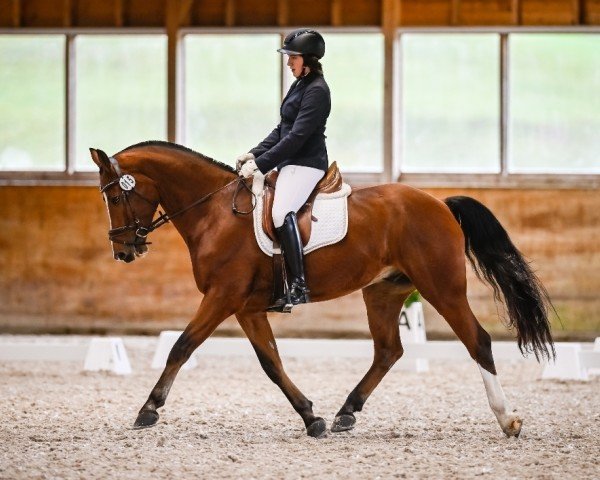 dressage horse Houstaro Jf CH (Freiberger, 2016)