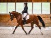 dressage horse Houstaro Jf CH (Freiberger, 2016)