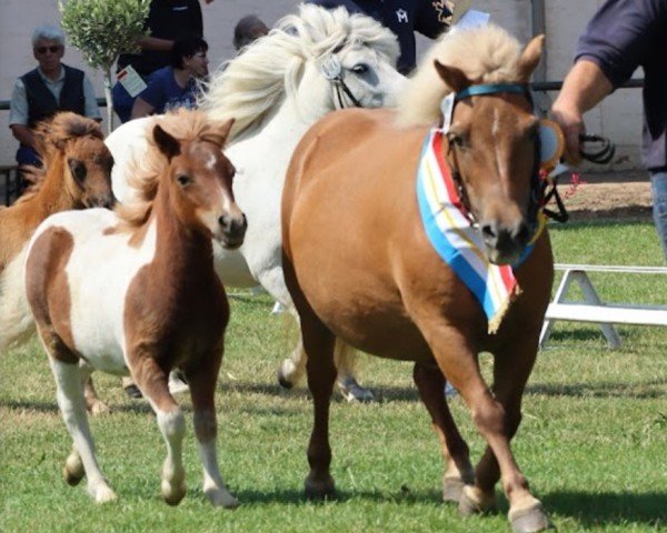 horse M vom Ibitztal (Dt.Part-bred Shetland pony, 2022, from Maarschalk v. d. Kortenhof)