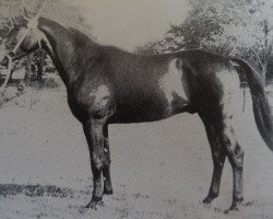 stallion Grande 1337 (Noble Warmblood, 1972, from Greif 1278)