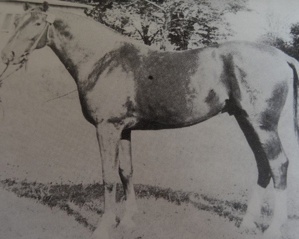 Deckhengst Mutabor 1339 (Edles Warmblut, 1972, von Meridian)