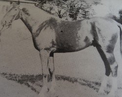 stallion Mutabor 1339 (Noble Warmblood, 1972, from Meridian)