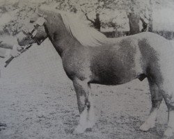 stallion Saladin 54 (Haflinger, 1972, from Stepper 38)