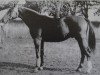 stallion Odin 1347 (Noble Warmblood, 1973, from Othello Mo 1305)